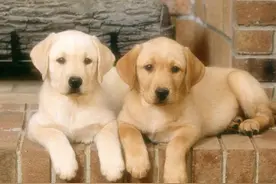 狗狗因为吃鸡蛋中毒去世了，难道狗狗不能吃鸡蛋吗？图片