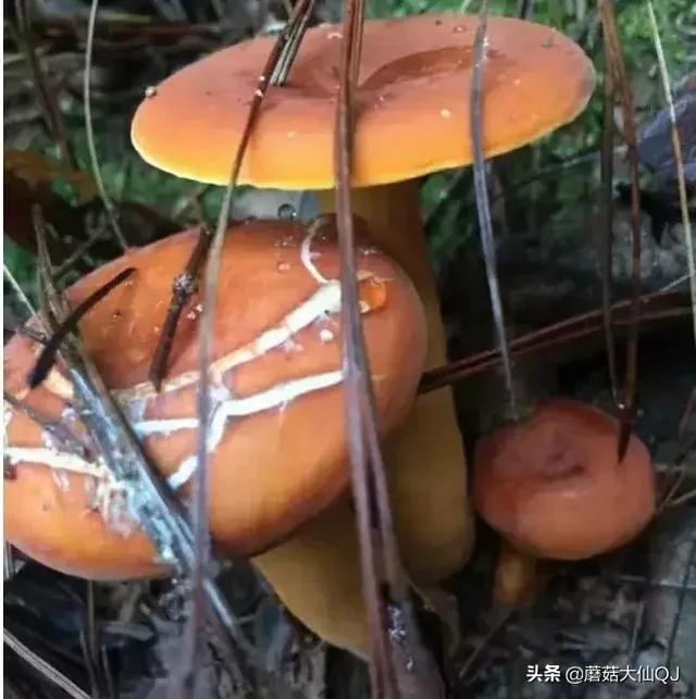 楚雄市南华县舌尖盛宴——菌子大全