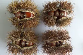 5个板栗新品种，丰产性好、空苞率低、抗病虫性能强、籽粒均匀图片