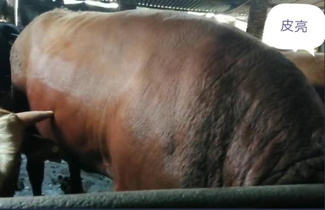 揭开肉牛生长密码——生长激素调节与氨基酸平衡跟育肥的关系