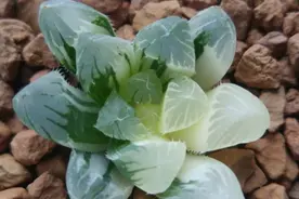 十二卷属多肉大集合，这些苗子可都来历不凡图片