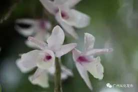 从化创新发展林下经济！荔枝树开满石斛花，树下果木烧鹅一绝！图片