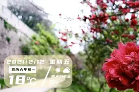 2月12日早安·荆州丨春节荆州古城墙边花朵竞放，吸引市民寻找春天的气息图片