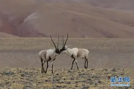 雪豹与藏羚羊“降级”，是中国保护成效的“升级”图片
