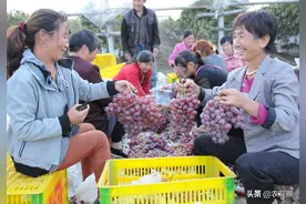 中国葡萄产业如何跨越“种肥”这道坎图片