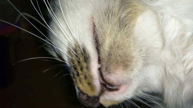 辟谣，犬类摄入猫粮后并不会导致牛磺酸中毒，其本质为氨基酸！