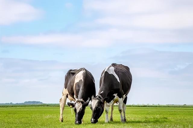 过瘤胃产品技术简介