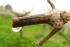 葡萄的年生长发育周期图片