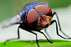 苍蝇为什么总把自己的头弄下来玩？无头苍蝇还能活多久？图片