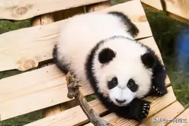 外面的世界很精彩，荷兰出生的熊猫宝宝梵星与大家见面了图片