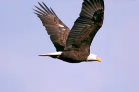 鹰和雕原来并不一样，那该怎么区分它们呢？图片