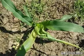 玉米心叶扭曲，具体原因是什么？图片