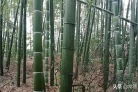 农村打水泥地坪用鲜竹当钢筋，强度不比钢筋差，其实真的劳民伤财图片