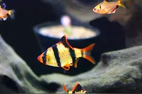 那些商品名好听又吉利的观赏鱼，您了解吗？(玫瑰鲫&虎皮鱼)图片