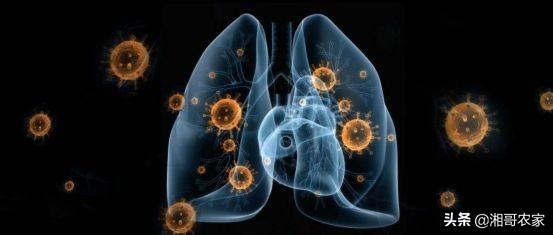 药物杀不死病毒，免疫力却可以！常喝它，提高免疫力