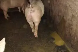大猪拉肚子用什么药效果好？大猪拉稀的原因及治疗，本文来教你图片