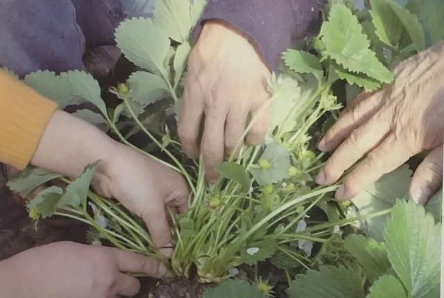 根系好，产量才高！草莓冬季要保根，但很多人不知道这5点