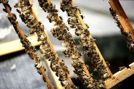 意蜂群培育中蜂王台，“引浆”的操作工作，养蜂人看来多此一举图片