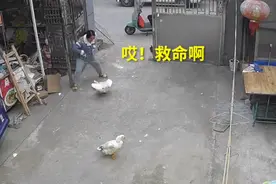 女子串门被大鹅攻击大喊救命，慌乱中徒手拎起扔出3米远图片
