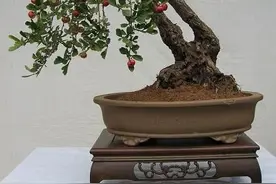如何种植山楂树树桩？图片