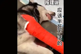 哈士奇的一条腿骨折了，几天后就生龙活虎跑起来，轻伤不下火线啊图片