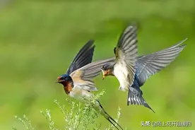 在农村，燕子进谁家或不进谁家筑巢，取决于一看，二听，三感觉图片