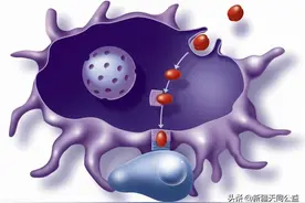 你知道HIV/艾滋病毒什么时候传染性最强吗？图片