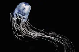 被箱型水母蜇伤会丧命？别怕，科学家已发现解药！！图片