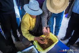 探访青海虫草交易市场，小小一根草价格远超黄金，这一盒子卖16万图片