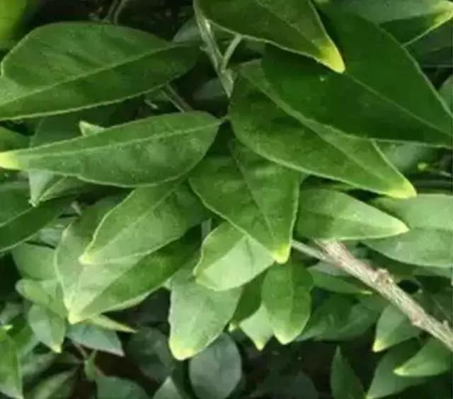 銆屽啘鍖栫鏅€嶆鐗╃己绱犲師鍥犲強 妞嶇墿缂虹礌鐥囩姸瀵圭収琛? onerror=