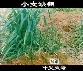 妞嶇墿缂虹礌鍘熷洜鍙婄己绱犵棁鐘跺鐓ц〃