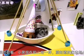 仓鼠小灰在海盗船里荡来荡去的唱着歌，小黑却在边下只知道拆家图片