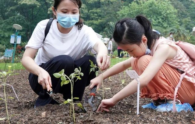 “广州城市小菜园”工程启动啦，种子、有机肥都可以领