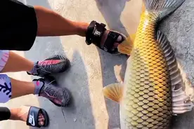 广州男子珠江钓起“鲤鱼王”，一米长全身金黄，路人争相出价购买图片