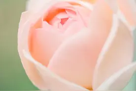 几时归去，做个闲人，与岁月柔情相待，与时光执手言欢图片