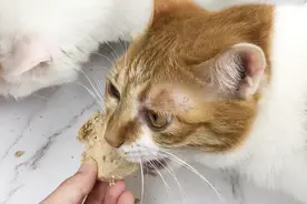 主食冻干可以代替猫粮成为猫咪主食吗？冻干全解+评测推荐图片