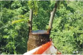 辽宁低产实生板栗树嫁接改造管理技术图片