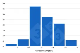 母猪的妊娠天数在变化吗？114天分娩还是更长？图片