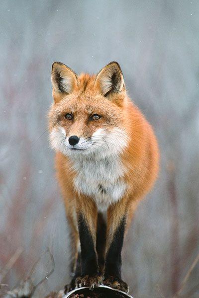 九尾狐救丈夫完整版