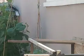 葫芦岛一只耗子上竹竿，在上面尽情的表演图片