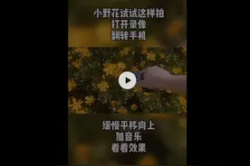 美美哒~一招教你拍出歌声里的小黄花图片