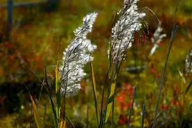 梦见异性，意味着什么？男女都要懂图片