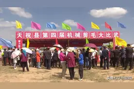 ​天祝：剪羊毛比赛精彩开赛图片