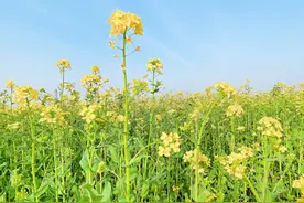 济南油菜花打卡地大盘点！清明小长假，共赴那一抹金黄图片