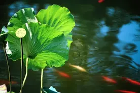 夏至时节，鲁奖得主周啸天带你一起在古诗词里邂逅清凉图片