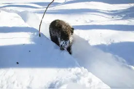 百年不遇！东北特大暴雪破极值，南方人：59厘米积雪该如何清除？图片