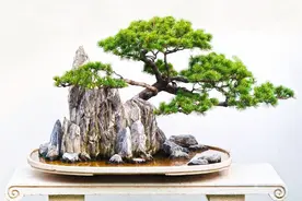 以石为主的山水盆景选软石还是硬石来造型，“比一比”就知道图片