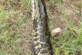 黑鱼是什么鱼？为什么要路亚它！图片