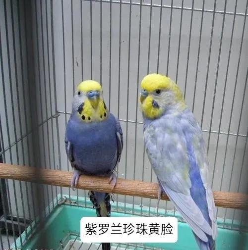 黄绿鱼鳞鹦鹉