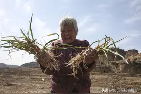 山沟里八旬老人和七旬邻里挖蒜苗，一个说炒肉吃，一个说就馍吃图片
